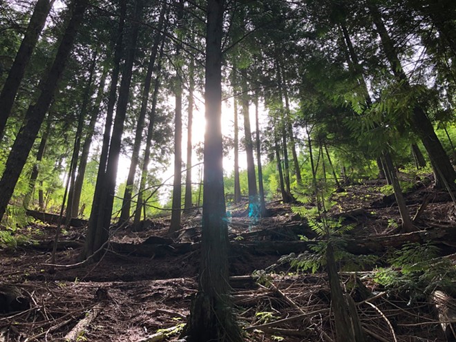 Morning on Moscow Mountain