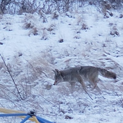 A coyote passed through our yard in the morning of February 10th, 2021.