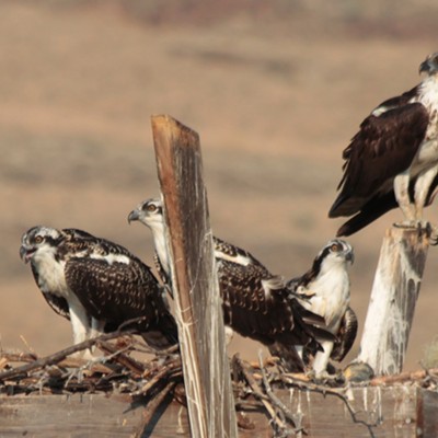 An osprey family has tended a nest for months and with success. Three rambunctious and hungry chicks await the return of the father with fish while the mother remains ever vigilant. Photo taken on Aug. 5, 2018, by Nan Vance&nbsp;on Silcott Island on Lower Granite Lake west of Clarkston, Wa.