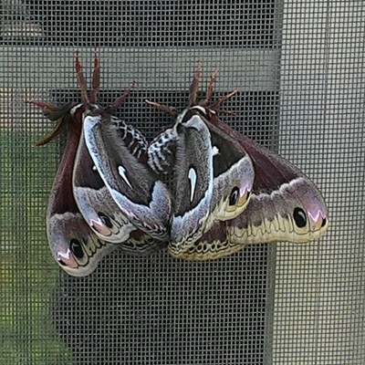 Two moths on the window screen,&nbsp;May 7, 2016, Weippe, Idaho. By David Heywood