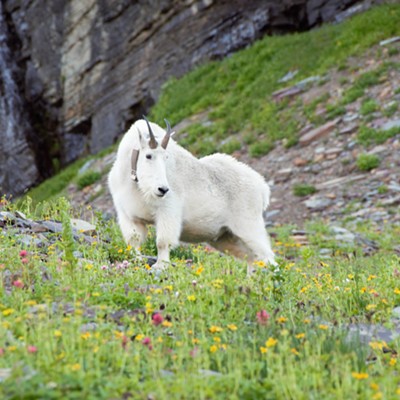 Mountain Goat at Glacier National Park