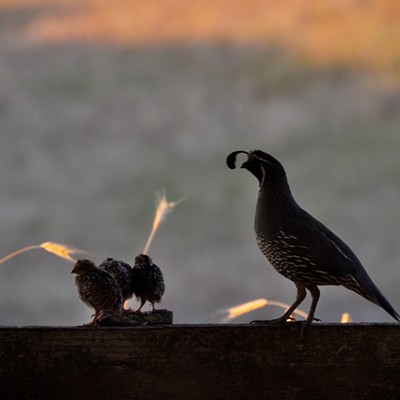 Quail and babies taken July 9, 2015, by Gail Craig, in Lewiston