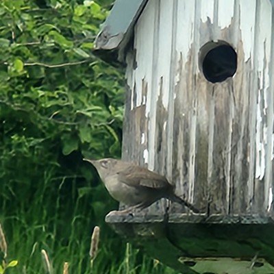 Wrens are present and, past the house keeping stage, are probably sitting on eggs that will hatch in a couple weeks. This year there was an alternative nest as well, but the bird house won out in the end.