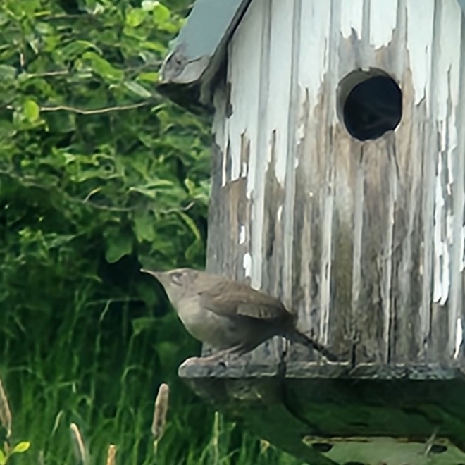 Mrs. Wren on her porch