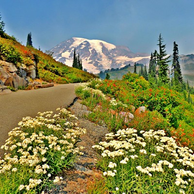 This photo was taken by Leif Hoffmann at Paradise, Mt. Rainier, on the trail to Myrtle Falls on Labor Day, 2017.