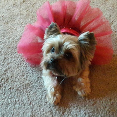 My Yorkie with holiday dress