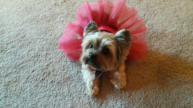 My Yorkie with holiday dress