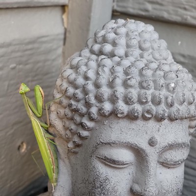 Summer 2023
Lewiston Idaho 

*namaste on this and chill* found this beautiful mantis outside my porch this summer.