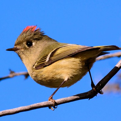 A Ruby-Crowned Kinglet shows his red crest at Hells Gate State Park. These common birds often go unnoticed because of their small size, green plumage and secretive habits. Also, the crest is generally lowered and difficult to see. Photographed by Stan Gibbons of Lewiston on 2/15/2015. 