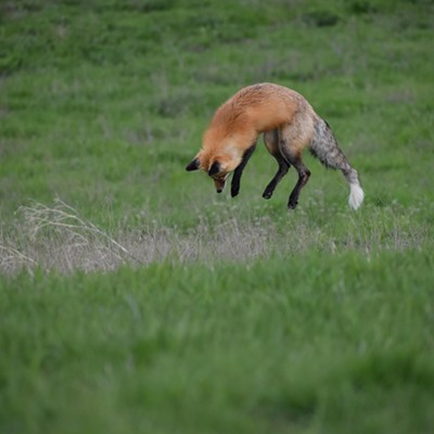 On April 11, 2024, the neighborhood fox was unsuccessfully hunting for voles near Wawawai Road in Pullman.