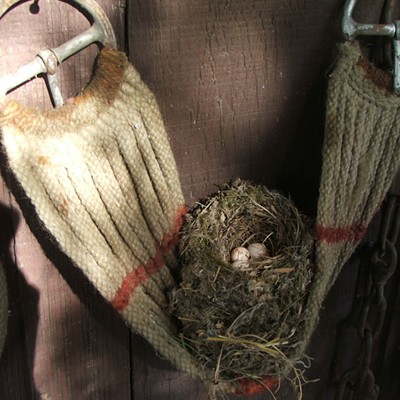 nest in a cinch