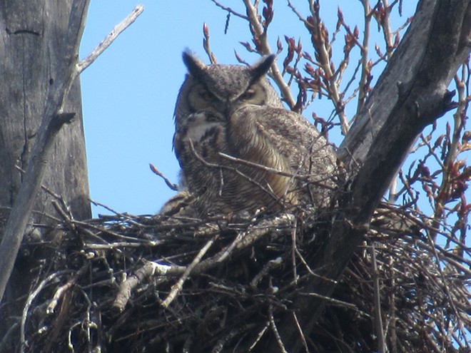 Nesting Owl