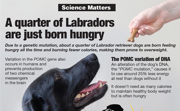 Science Matters: A quarter of Labradors are just born hungry