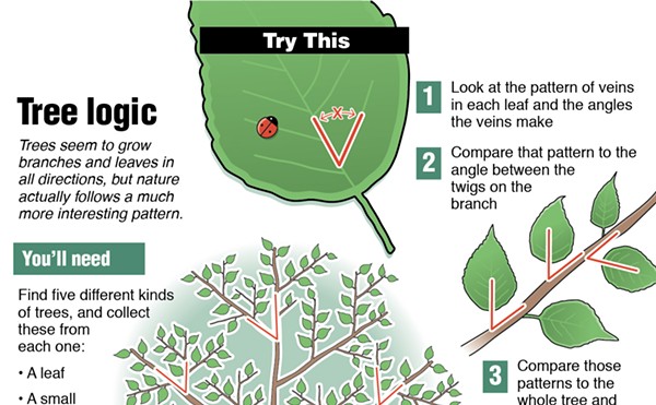 Try This: Tree logic