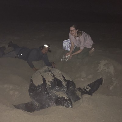 Tristen Green (17) traveled to Mexico with the Moscow High School Environmental Club this November. She is pictured with a laboring leatherback sea turtle.