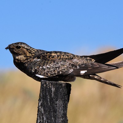 Stan Gibbons spotted this nighthawk taking an afternoon siesta along Peola Road on 8-9-2020.