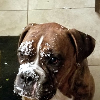 Mocha Marie Witt (owners Bryan and Kathy Witt) isn't too amused by the snow. Taken February 2019.