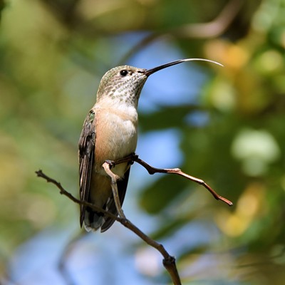 The extraordinary beak and tongue of hummingbirds allow them to drink nectar from deep inside of trumpet shaped flowers. photographed by Stan Gibbons at his home in Lewiston on 7-26-2019.