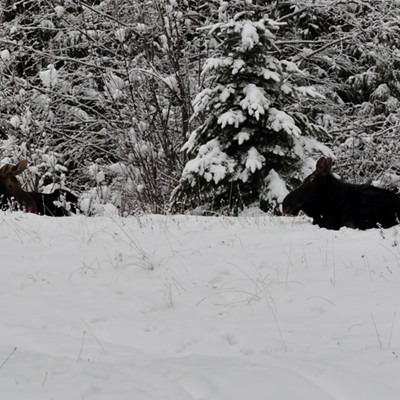 My brother Dennis and came upon these young bull moose while 4wheeling near Dworshak, 1/2012.  Photo by Jery Cunnington