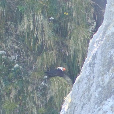 A tufted puffin tending its nest on the sheer cliffs of Chiswell Island, Kenai Fjords National Park, Alaska.
    Photo by Sarah Walker, taken Aug.&nbsp; 10 in Kenai Fjords National Park.