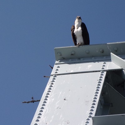 This osprey guards the nest- you can see branches sticking out the sides- on the bridge over Lake Chatcolet taken on April 17.