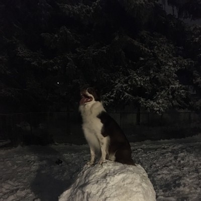 1-10-2020
    Moscow, Idaho
    Obsidian Van Zant
    First heavy snowstorm of 2020, during a calm in the wind and flying snow
    My dog Cricket a 3 year old Border Collie Australian Shepherd cross helped me make a snowball
    and she completed the snowman.