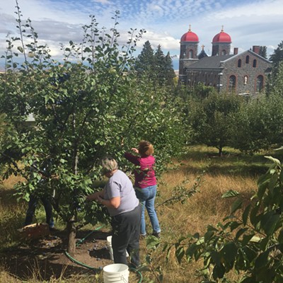 Sister Rose Marie Nutsch and Oblate Nikki Nordstrom harvest Tuscan prunes at the Monastery of St. Gertrude in Cottonwood on a sunny mid-September day. Photo by&nbsp;Theresa Henson.