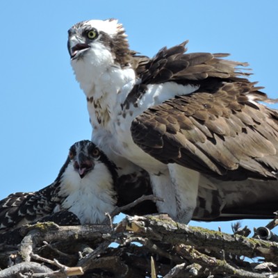 Osprey nesting at the end of the Southway Bridge on the Idaho side. 8/8/15