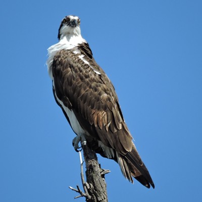 Osprey resting