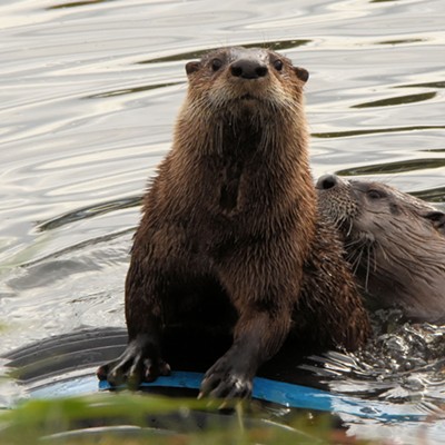 Curious otters in the Lewiston levee ponds. Photo by Stan Gibbons 10/26/2022.