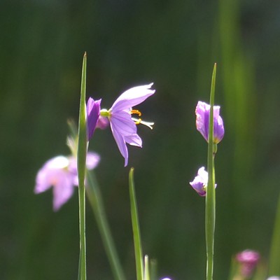 "Grass widows," Sisyrinchium sp., is covering the ground beneath pines at Turnbull Refuge near Cheney this spring. Photo by Sarah Walker of Moscow, taken March 11, Turnbull Refuge.