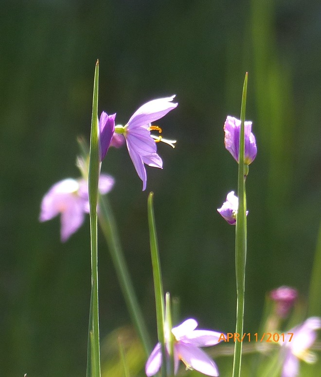 Our spring flora is blooming!