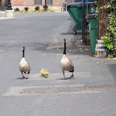 Two adult Canada Geese and three babies were out for a Saturday stroll in the parking lot behind The Breakfast Club. They wandered onto the street, where oncoming traffic slowed to let them cross safely. Taken Saturday, May 2, 2020 by Lori Clary.
