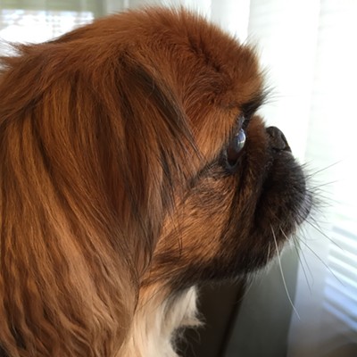 Ozzy, a 15-year-old pekingese,&nbsp;loves to sit at the window and guard his Lewiston&nbsp;home from the many dangerous intruders who pass by each day. Photo by Cristi Dawson taken in March, 2016.