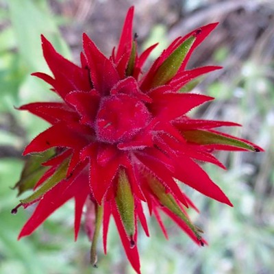 Red paint brush flower