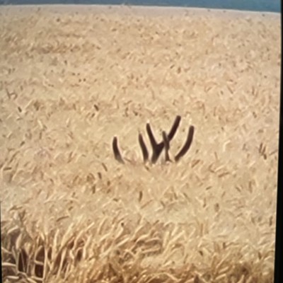 Deer with his antlers hiding in a wheat field.  While I walking our dogs last week, we came upon this deer, in the wheat field, with only his antlers showing.  Playing a game of hide and seek with us.
