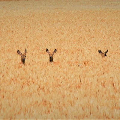 These deer were spotted in the wheat field near the Blues on July 26, 2019. Photo taken by Mary Hayward of Clarkston.