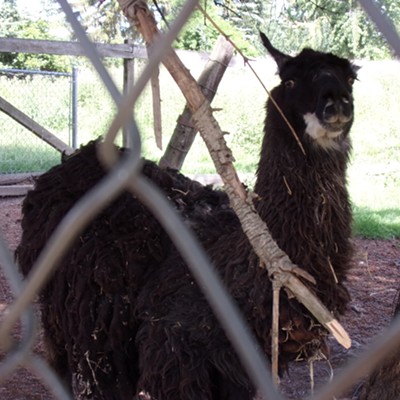 Chris Dopke saw this friendly face seen while walking Sunnyside Park in July.