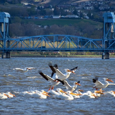 Pelicans near Interstate Bridge.