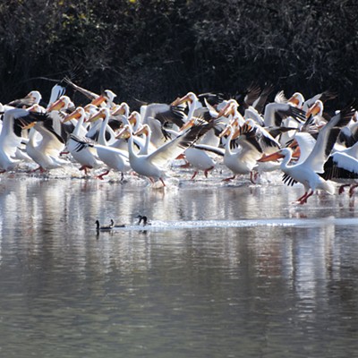 When the flock decides to move fifty feet it can become pelican pandemonium! Photo by Stan Gibbons at Swallows Marina 0n 4-7-21.