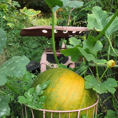 This pumpkin grew inside the basket of a garden scoot. Le Ann Wilson of Orofino snapped this "gord-geous" photo on October 10.