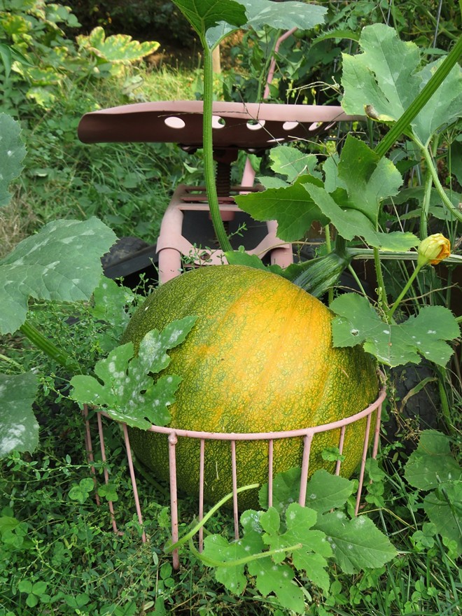 Perfectly Placed Pumpkin