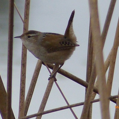 A marsh wren at Turnbull National Wildlife Refuge near Cheney. I hear their noisy chatter but hardly ever see them because they hide down low in the cattails -- but this one popped up to show off a little on a pleasant March afternoon. Sarah Walker, Turnbull Refuge, March 15