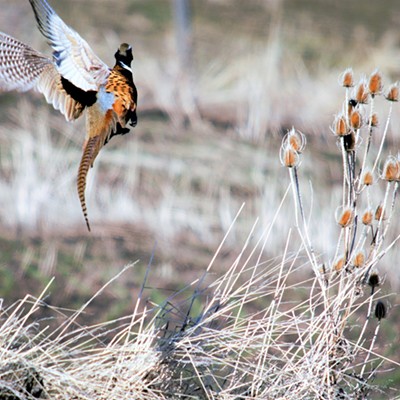 Pheasant Takes Flight