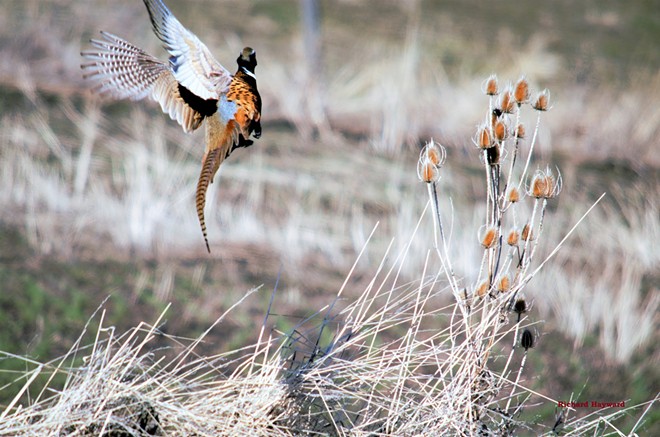 Pheasant Takes Flight