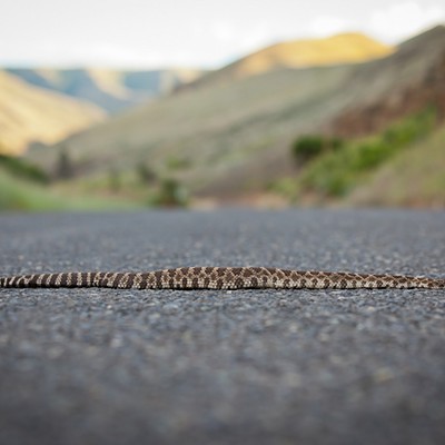Pic 1 - Northern Pacific Rattlesnake up Asotin Creek Road