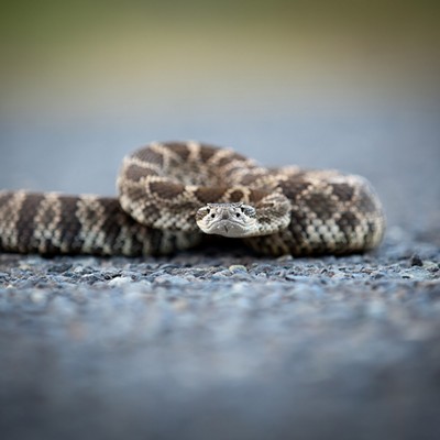 Pic 2 - Northern Pacific Rattlesnake up Asotin Creek Road