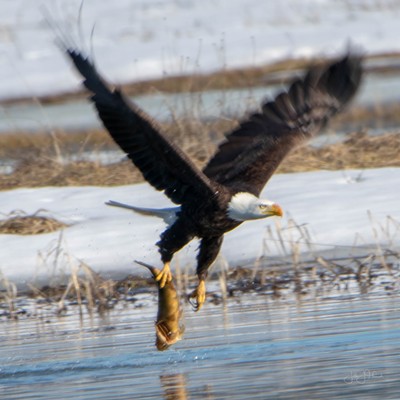An eagle picking up supper at Chapman Wetlands, Weippe. April 1, 2019
    Taken by Jim Head