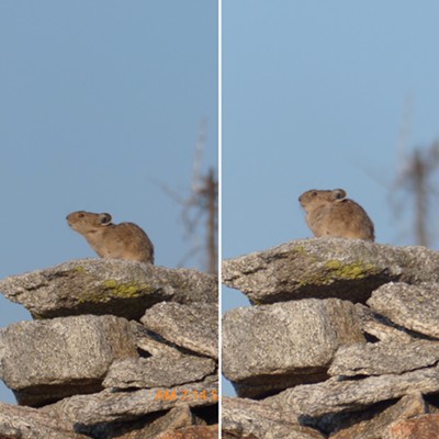 A "sentinel" Pika guards his rocky home, every now and then scrunching up to proclaim his loud "beep." Photo by Sarah Walker, Aug. 23, near Lolo Pass.