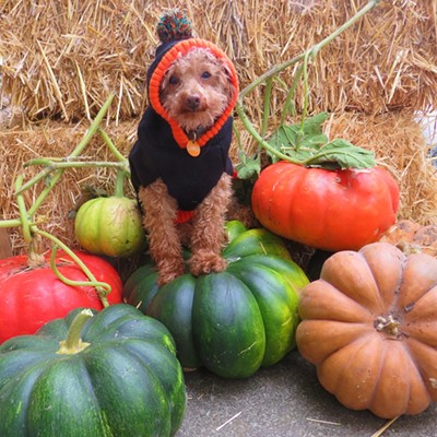 Playful Poodle Poses with Pile of Pretty Pumpkins